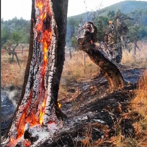 Verbrannte Olivenbäume bei Arturo_Ibiza