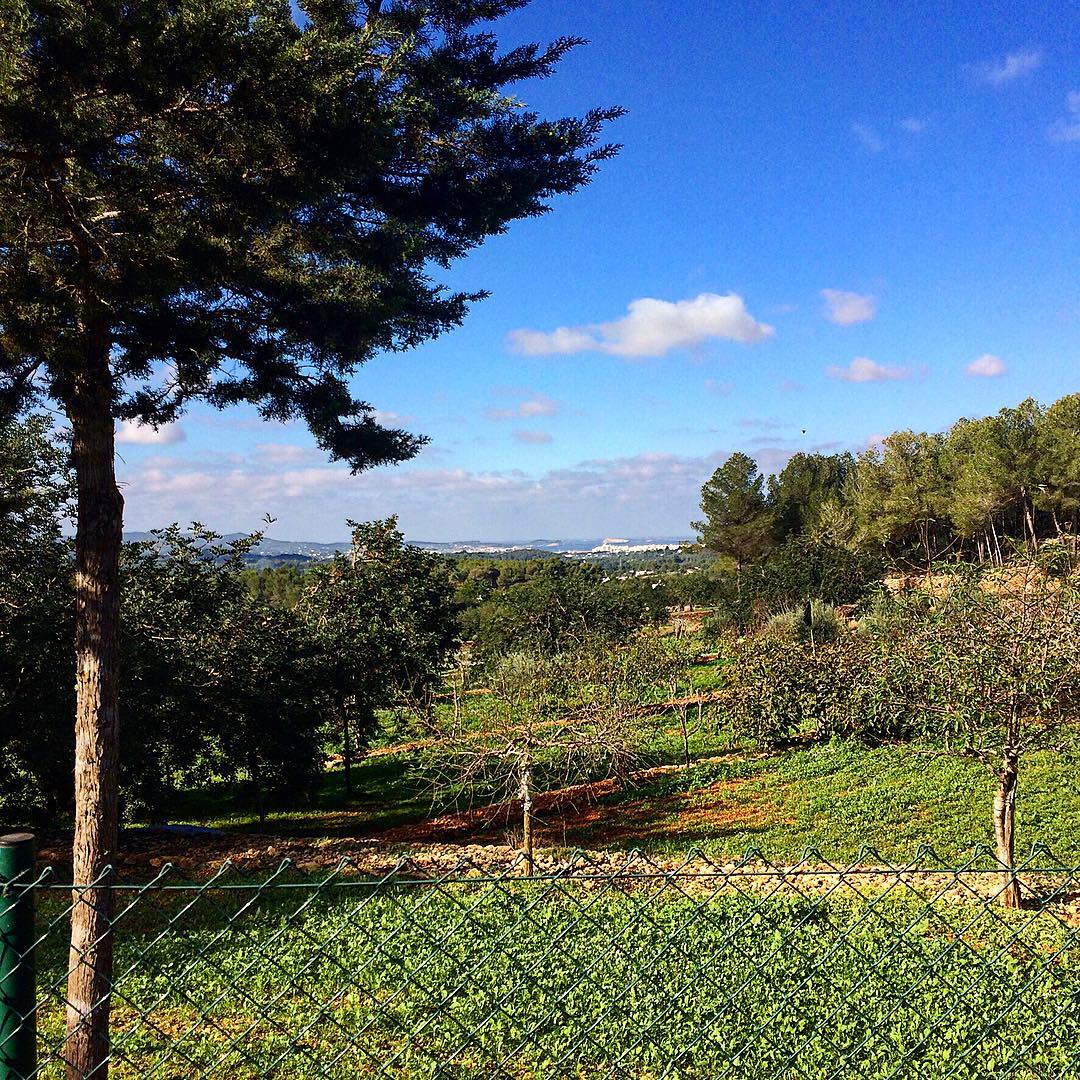 Nice view over to Sant Antonio on our morning run in the Sant Rafael backcountry 🌳🏃🏼 #morningrun #Ibiza #backcountry #nature #ibizanature #sabado #santanonio #trees #sky #blue #green #ibiza2016 #spain #europa #instatravel #igersibiza #ibizadiary, Sant Rafael, Ibiza