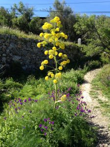 Ibizas Blütenpracht im Frühling