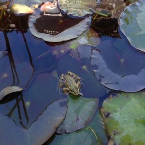 Kleiner Frosch im Atzaró