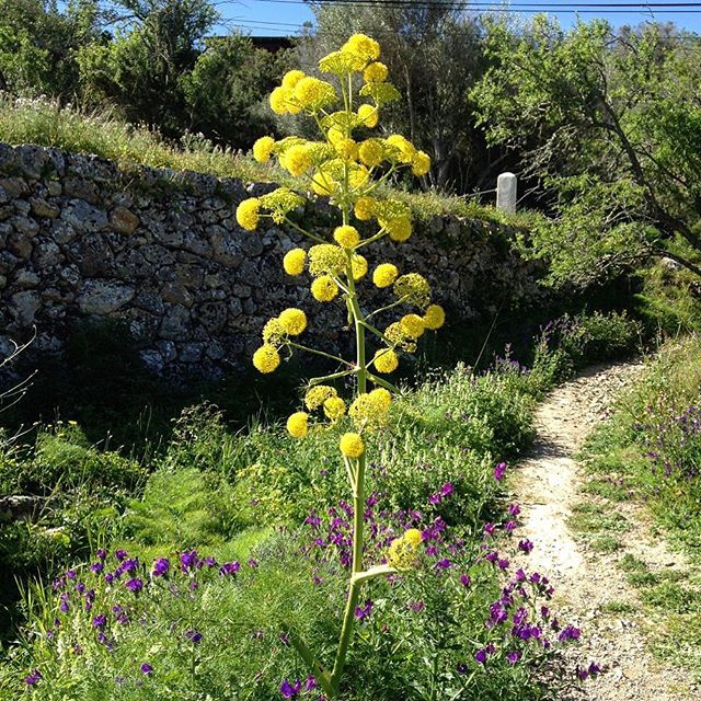 Nature and wildlife everywhere 🌸 There‘s so much to discover on Ibiza! #nature @nature #ibiza 🌼 Take some time to stroll around the backcountry! #flowers #green #blooming #instagood #instanature #baleares #igersibiza #blogger #ibz #spain #ibizadiary #flowerpower, Ibiza